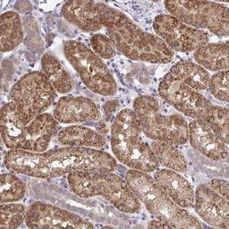 Immunohistochemistry: CEACAM18 Antibody [NBP2-32471] - Staining of human kidney shows strong cytoplasmic positivity in cells in tubules.