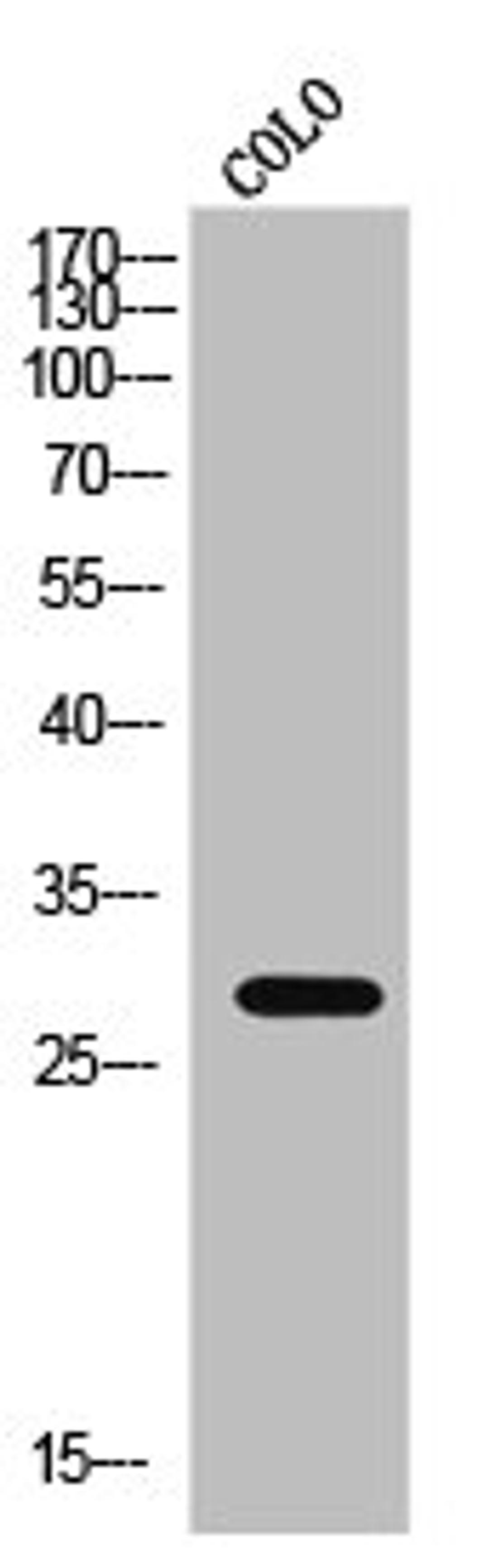 Western Blot analysis of COLO cells using Claudin-3 Polyclonal Antibody