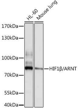 Western blot - HIF1ß/ARNT antibody (A0972)