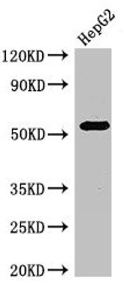 Western Blot. Positive WB detected in: HepG2 whole cell lysate. All lanes: GABRB3 antibody at 2.7µg/ml. Secondary. Goat polyclonal to rabbit IgG at 1/50000 dilution. Predicted band size: 55, 47, 46 kDa. Observed band size: 55 kDa