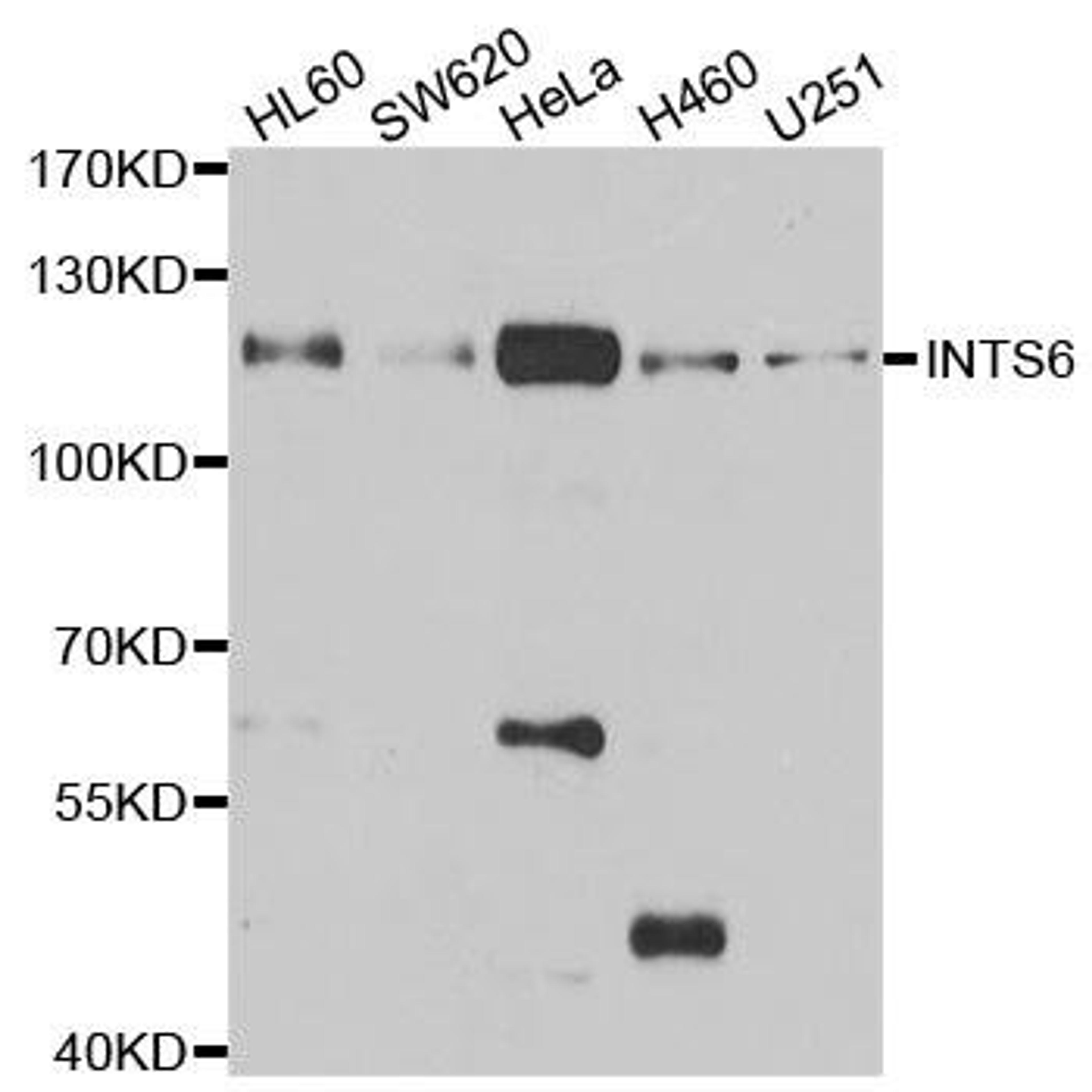 Western blot analysis of extracts of various cell lines using INTS6 antibody