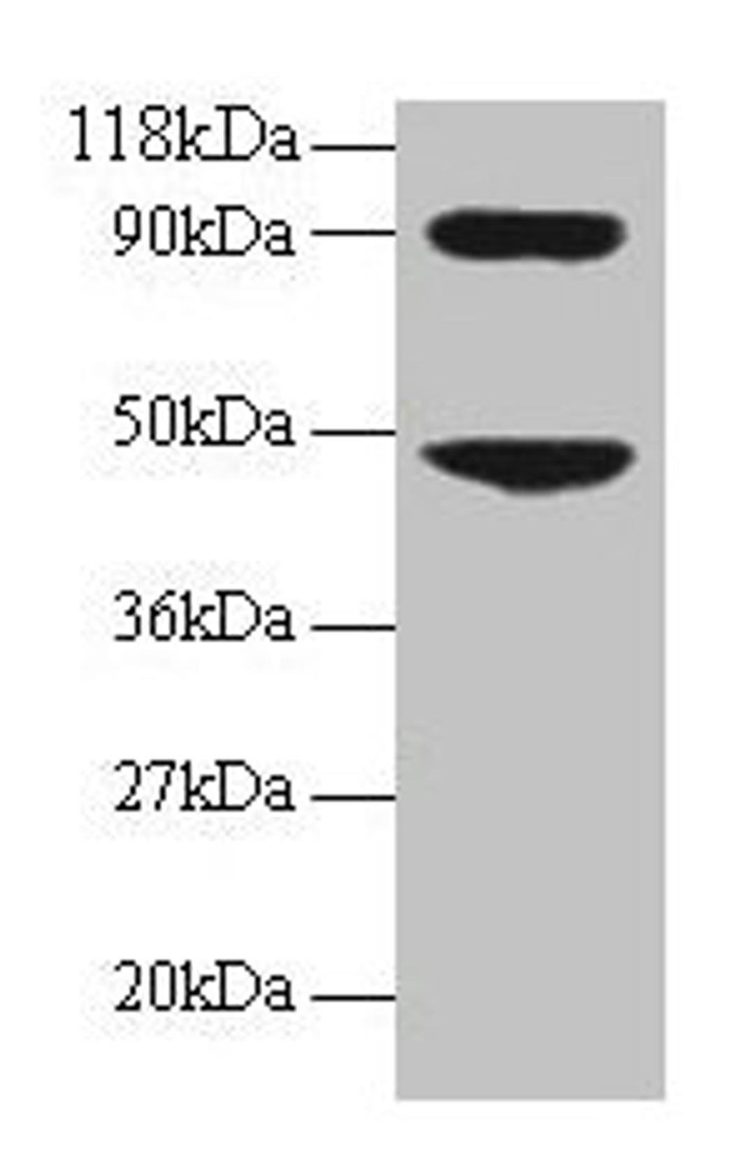 Western blot. All lanes: CCL7 antibody at 2µg/ml + 293T whole cell lysate. Secondary. Goat polyclonal to rabbit IgG at 1/15000 dilution. Predicted band size: 12 kDa. Observed band size: 48, 90 kDa