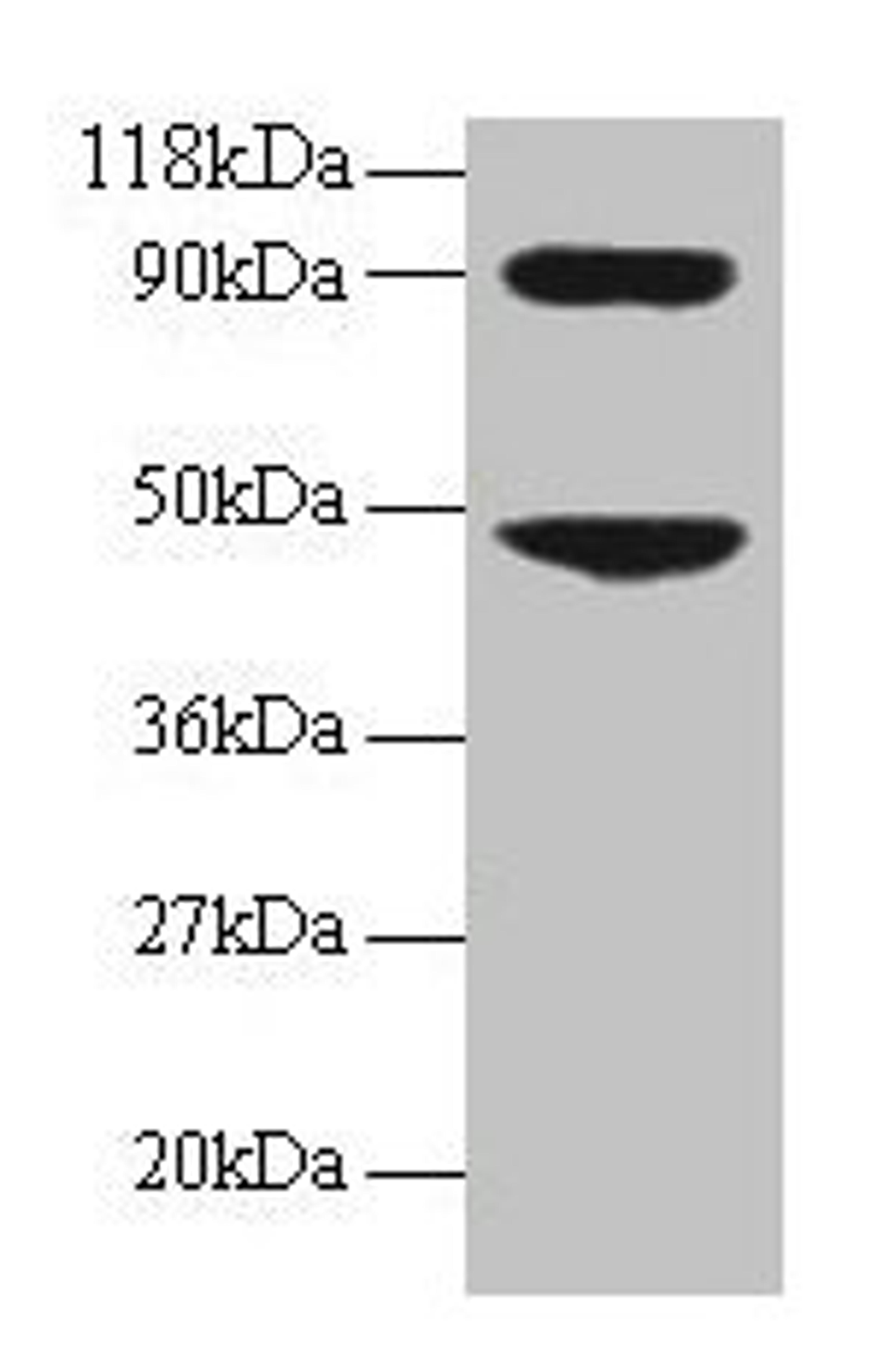 Western blot. All lanes: CCL7 antibody at 2µg/ml + 293T whole cell lysate. Secondary. Goat polyclonal to rabbit IgG at 1/15000 dilution. Predicted band size: 12 kDa. Observed band size: 48, 90 kDa