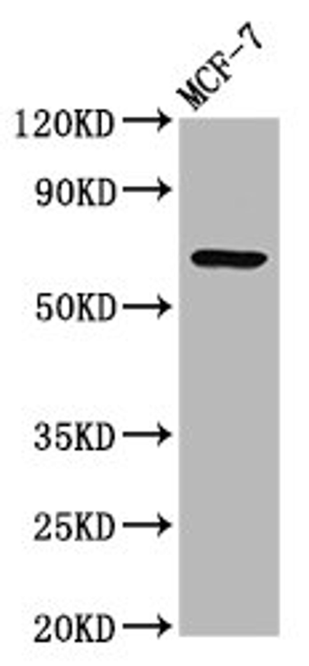 Western Blot. Positive WB detected in: MCF-7 whole cell lysate. All lanes: RYK antibody at 3.3ug/ml. Secondary. Goat polyclonal to rabbit IgG at 1/50000 dilution. Predicted band size: 68 kDa. Observed band size: 68 kDa. 