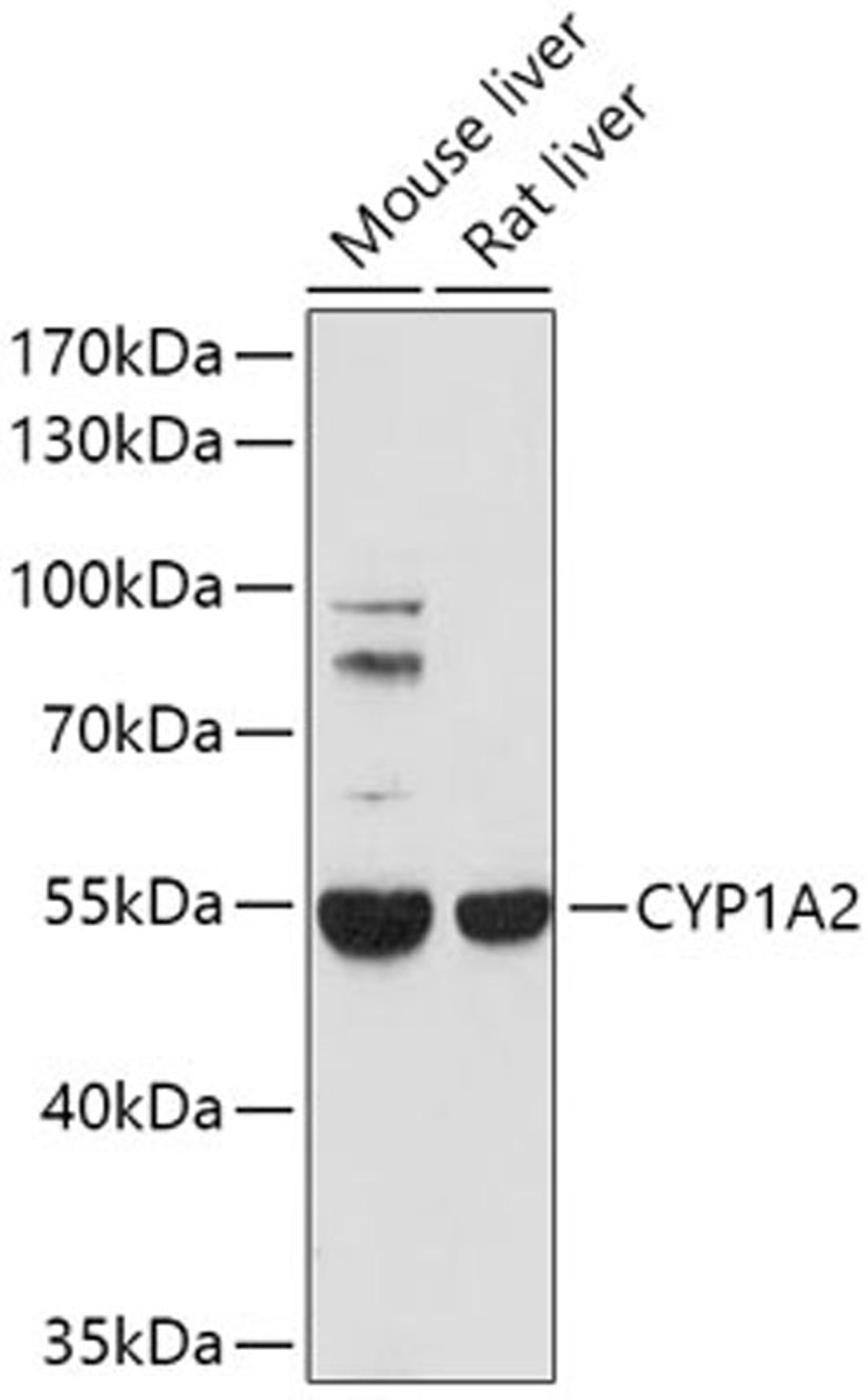 Western blot - CYP1A2 antibody (A0062)