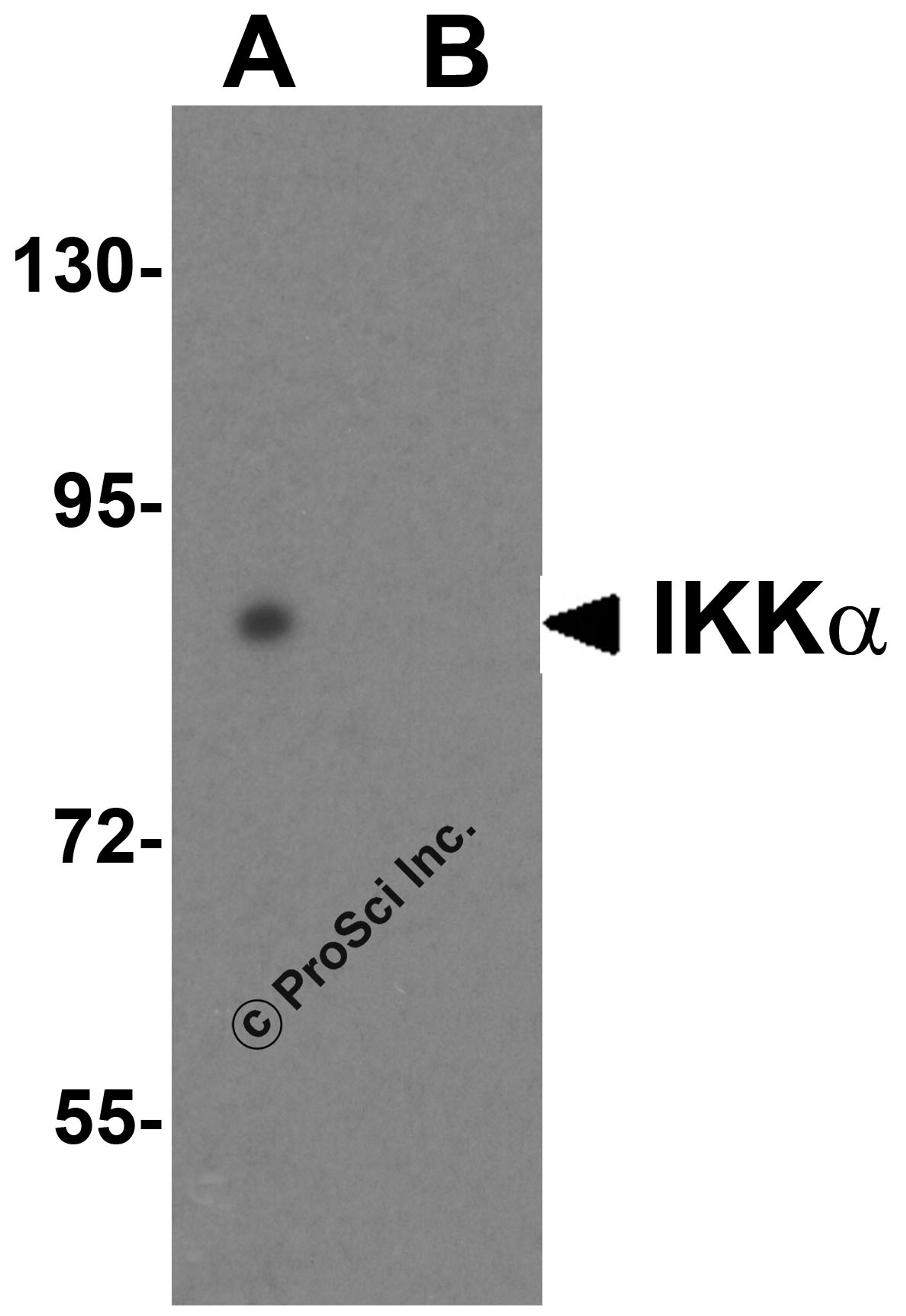 Western blot analysis of IKK alpha in HeLa cell lysate with IKK alpha antibody at 1 μg/mL in (A) the absence and (B) the presence of blocking peptide.