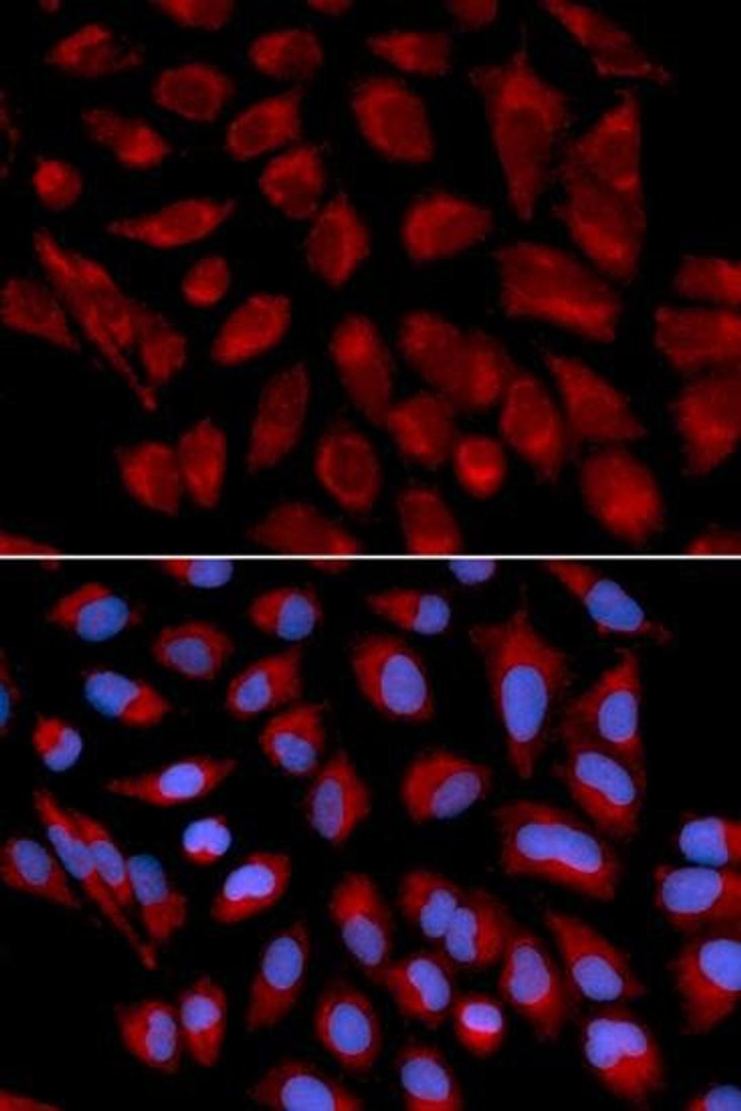 Immunofluorescense analysis of U2OS cell using AIFM1 antibody