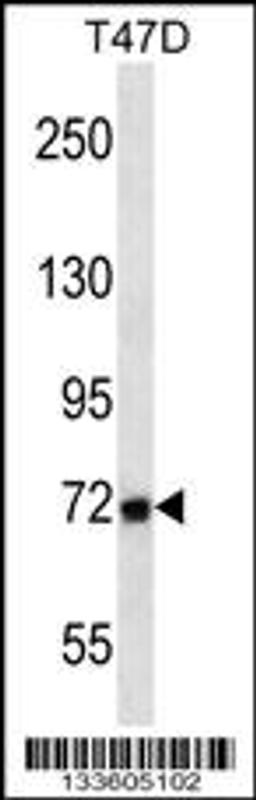 Western blot analysis in T47D cell line lysates (35ug/lane).