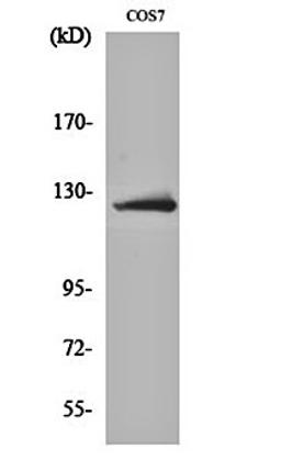 Western blot analysis of COS7 cell lysates using ATP-citrate synthase antibody