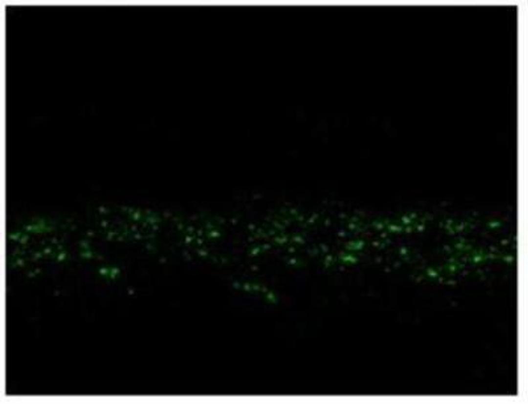 Immunocytochemistry/Immunofluorescence: NMDA R, NR2C Subunit Antibody [NB300-107] - Immunostaining of rabbit retina showing NR2C punctuate distribution in the center of the inner plexiform layer.