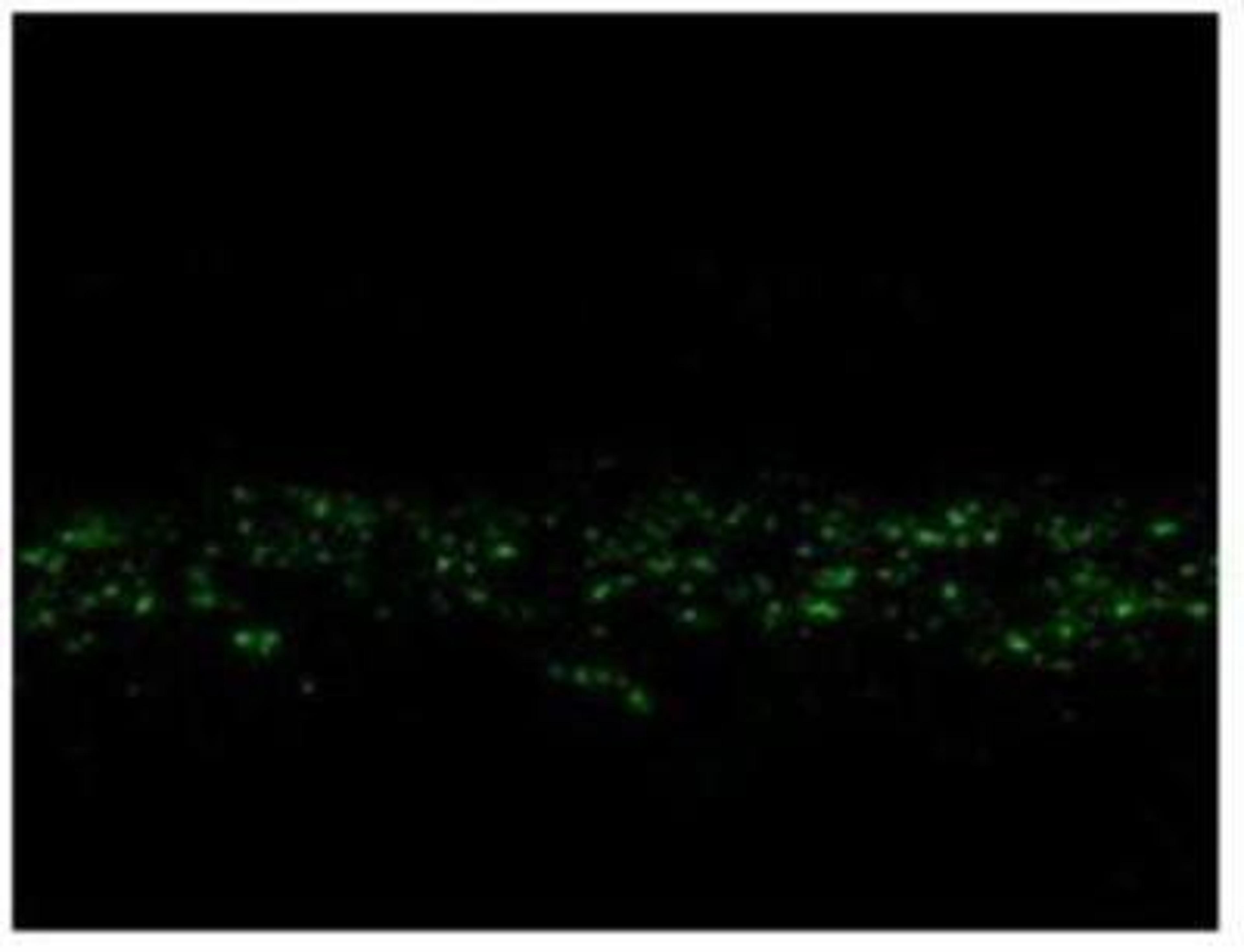 Immunocytochemistry/Immunofluorescence: NMDA R, NR2C Subunit Antibody [NB300-107] - Immunostaining of rabbit retina showing NR2C punctuate distribution in the center of the inner plexiform layer.