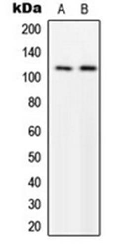 Western blot analysis of U251MG (Lane 1), NIH3T3 (Lane 2) whole cell lysates using p116 Rip antibody