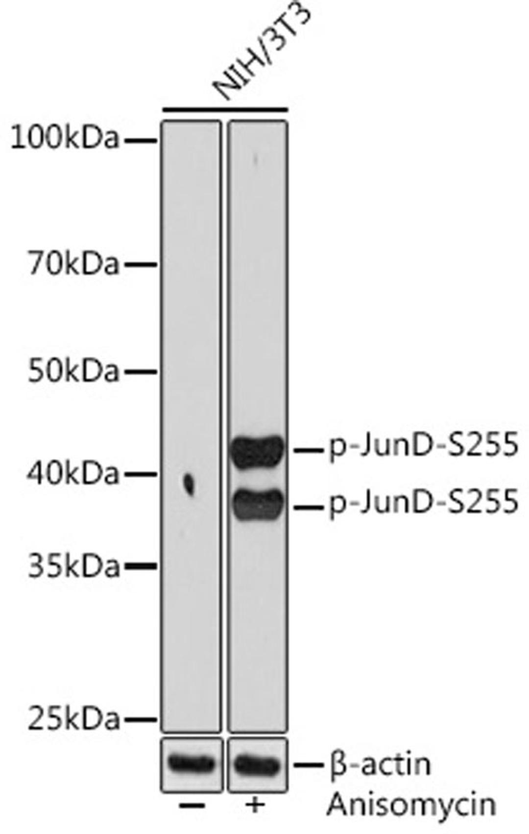 Western blot - Phospho-JunD-S255 Rabbit mAb (AP1142)