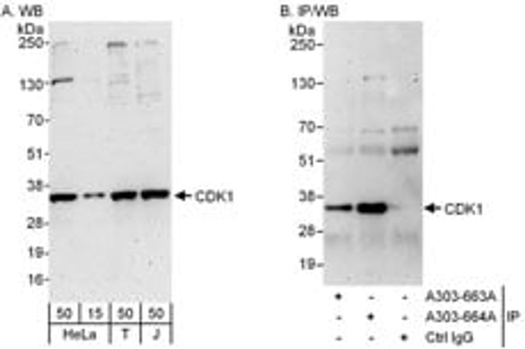 Detection of human CDK1 by western blot and immunoprecipitation.