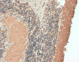 Immunohistochemistry-Paraffin: VAMP-1 Antibody (SP11) [NB100-63292] - Human brain cerebellum neurons and fibres