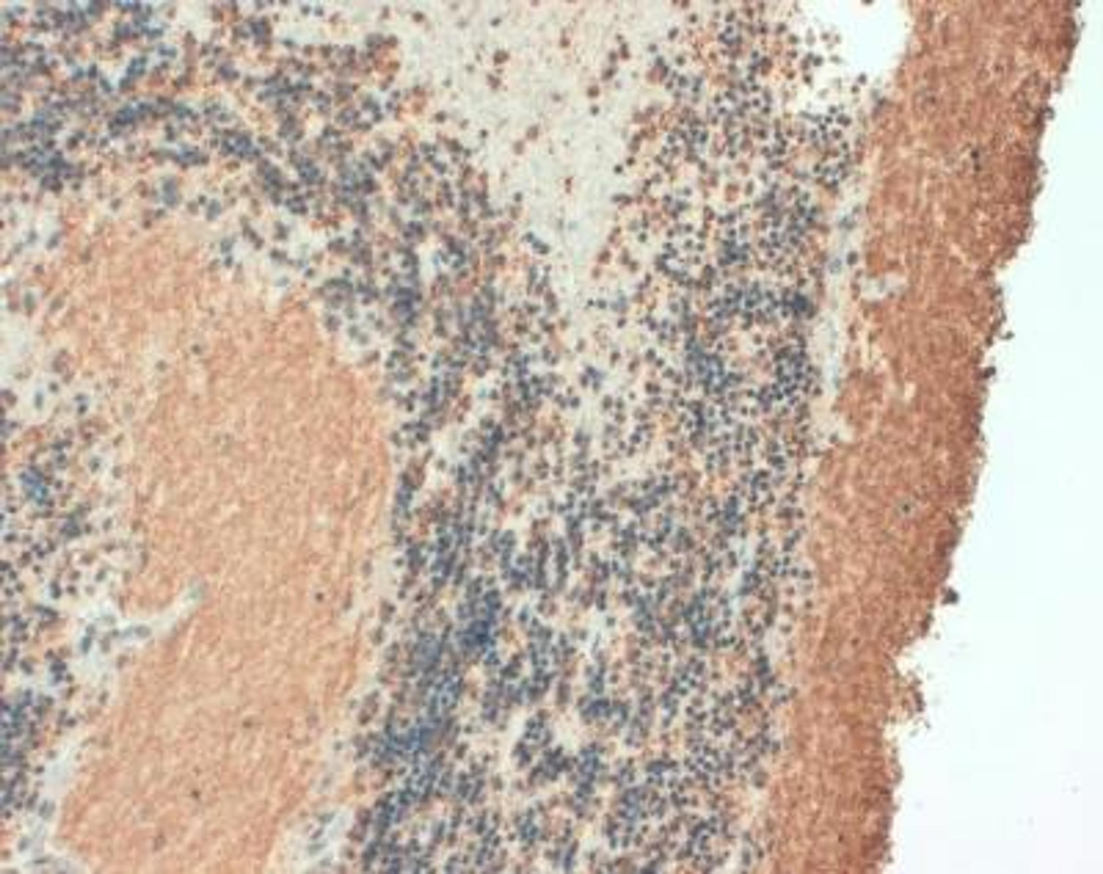 Immunohistochemistry-Paraffin: VAMP-1 Antibody (SP11) [NB100-63292] - Human brain cerebellum neurons and fibres