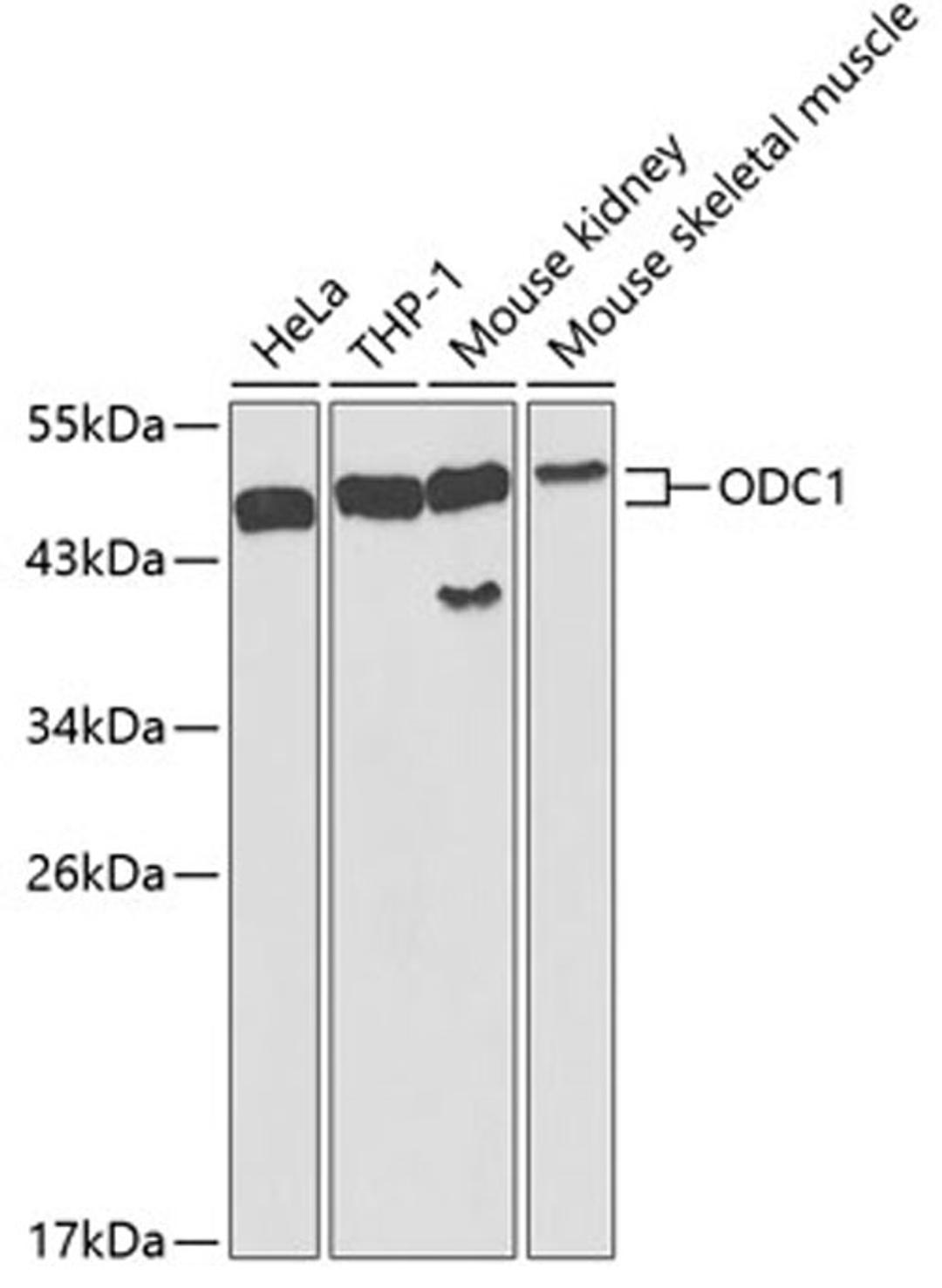 Western blot - ODC1 antibody (A1948)