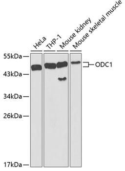 Western blot - ODC1 antibody (A1948)