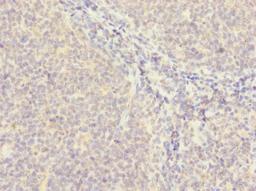 Immunohistochemistry of paraffin-embedded human tonsil tissue using CSB-PA822238LA01HU at dilution of 1:100