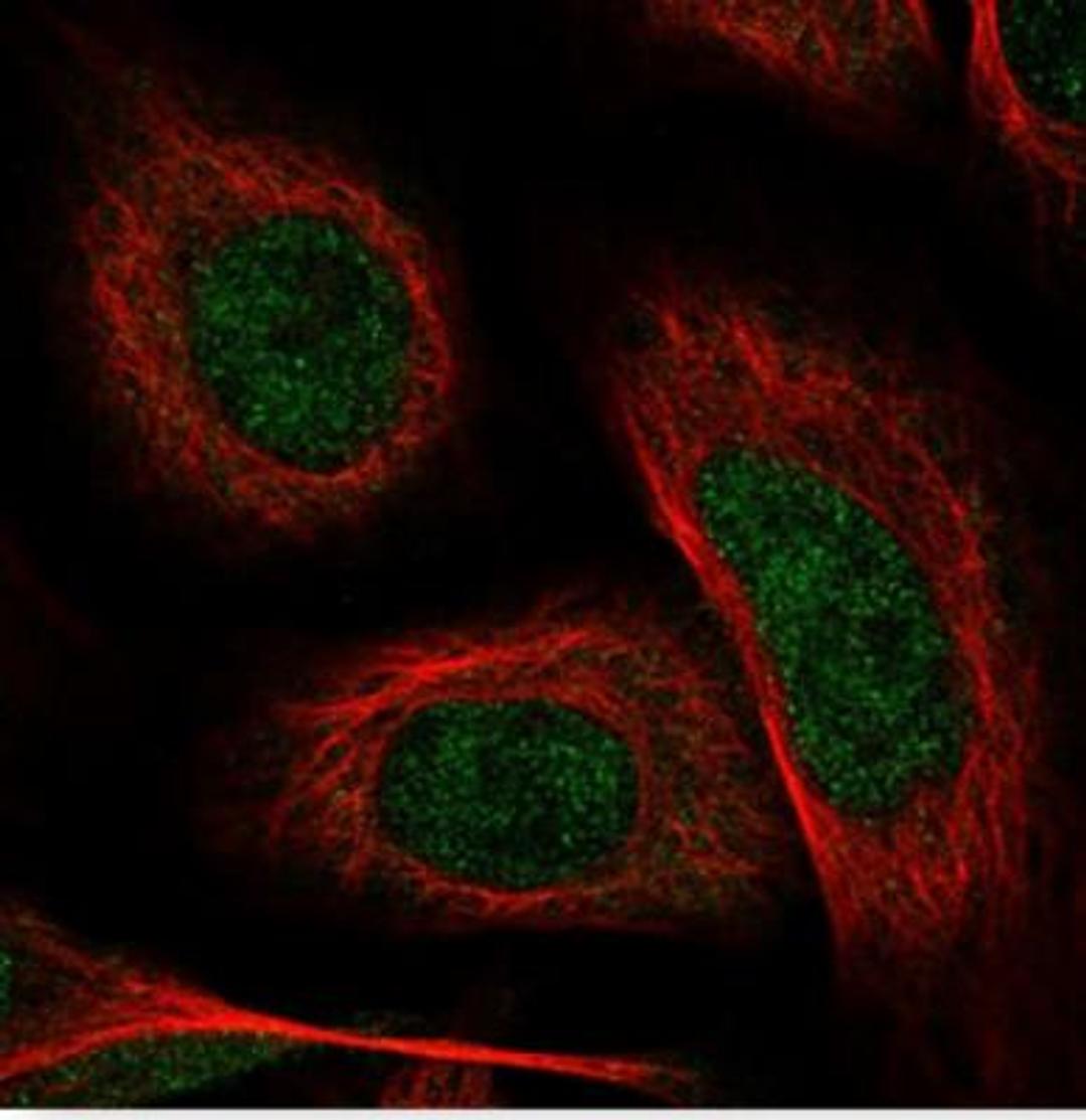 Immunocytochemistry/Immunofluorescence: GSDMDC1 Antibody [NBP2-33422] - Staining of human cell line U-2 OS shows positivity in nucleus but excluded from the nucleoli. Antibody staining is shown in green.