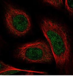 Immunocytochemistry/Immunofluorescence: GSDMDC1 Antibody [NBP2-33422] - Staining of human cell line U-2 OS shows positivity in nucleus but excluded from the nucleoli. Antibody staining is shown in green.