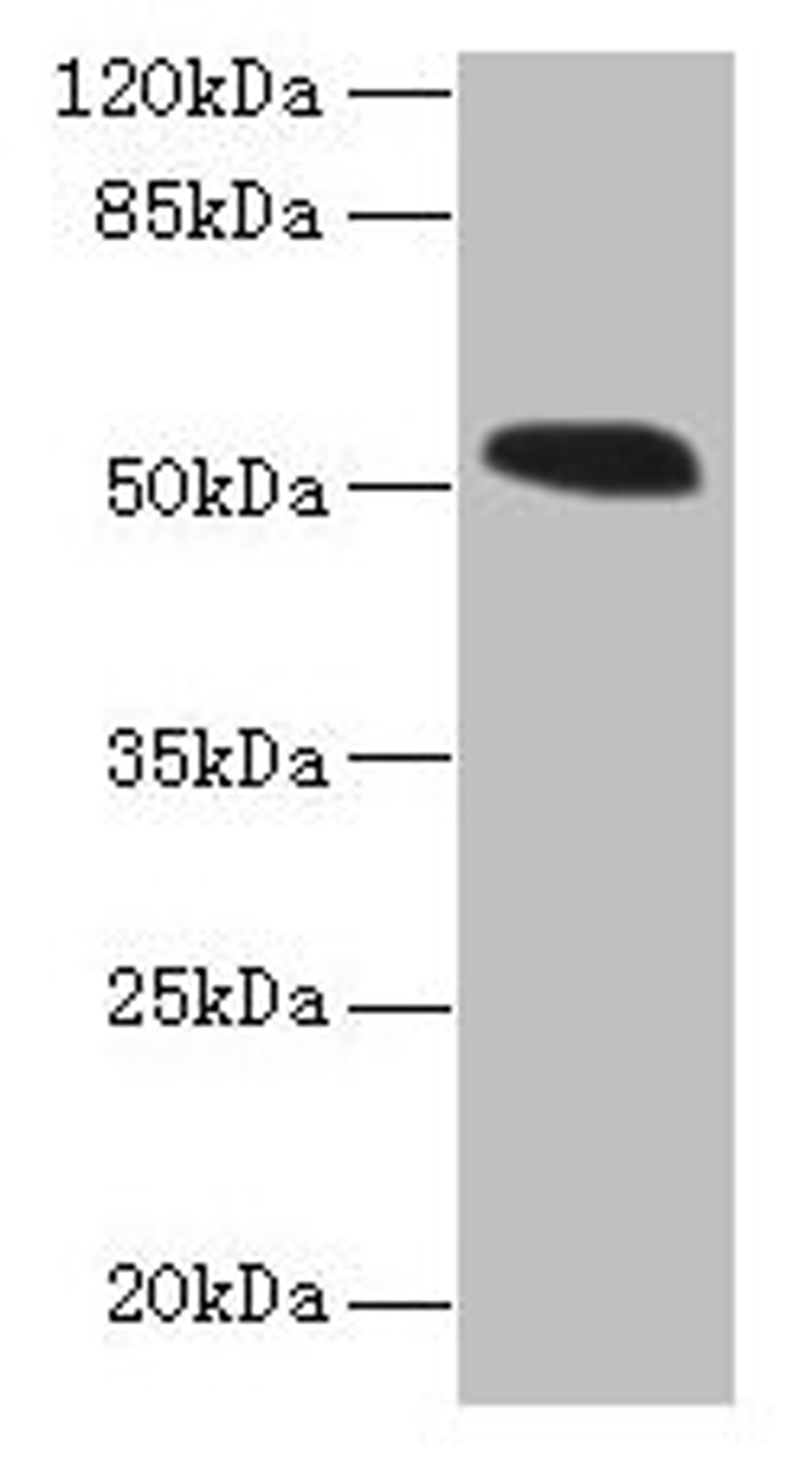 Western blot. All lanes: MIEF1 antibody at 4µg/ml + Mouse liver tissue. Secondary. Goat polyclonal to rabbit IgG at 1/10000 dilution. Predicted band size: 52, 16, 9 kDa. Observed band size: 52 kDa
