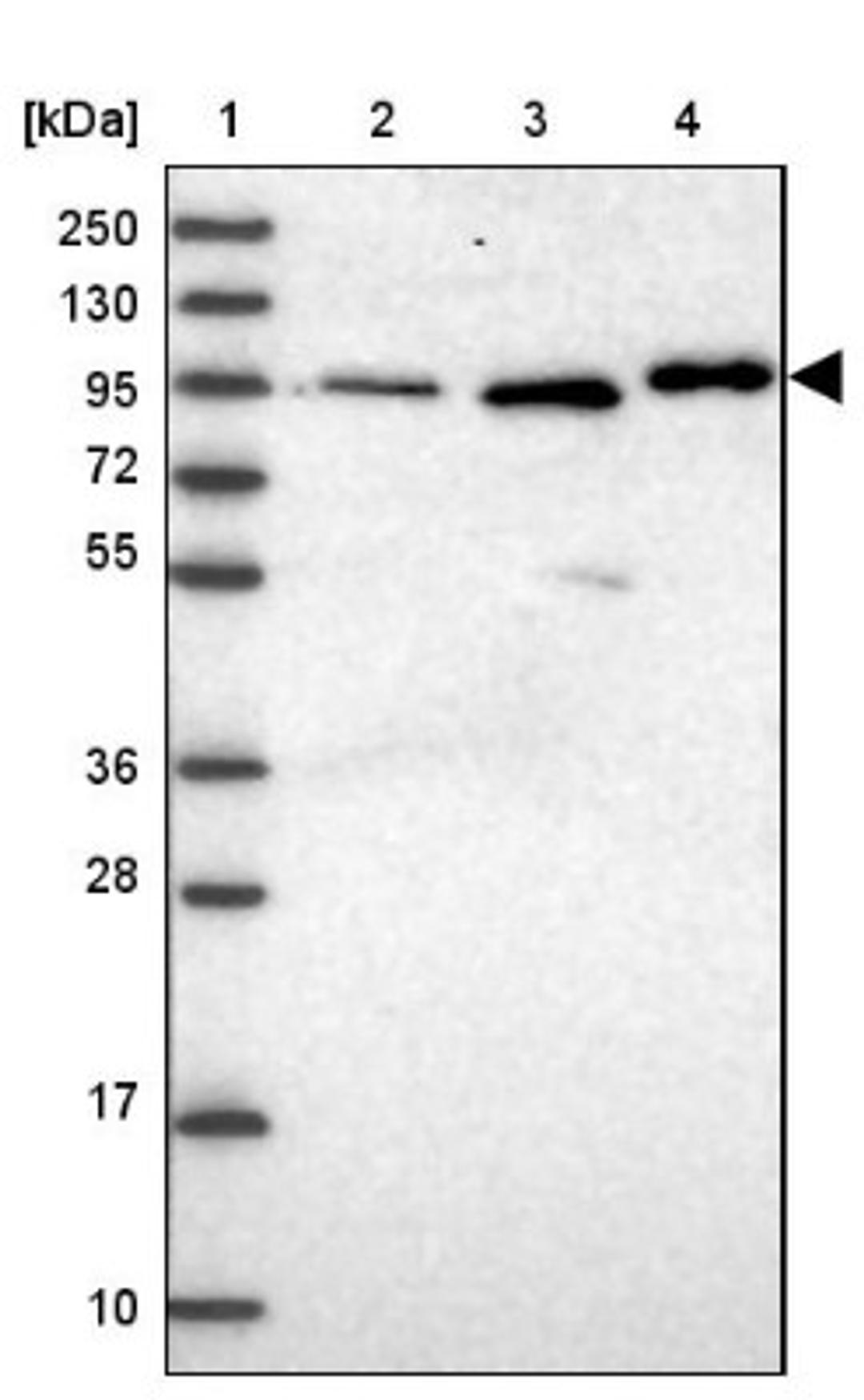 Western Blot: CCDC19 Antibody [NBP1-91758] - Lane 1: Marker [kDa] 250, 130, 95, 72, 55, 36, 28, 17, 10<br/>Lane 2: Human cell line RT-4<br/>Lane 3: Human cell line U-251MG sp<br/>Lane 4: Human plasma (IgG/HSA depleted)