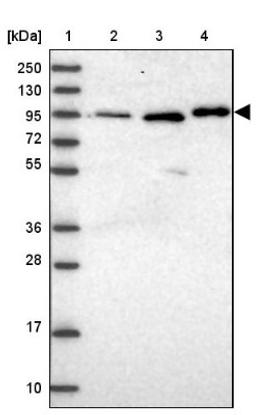 Western Blot: CCDC19 Antibody [NBP1-91758] - Lane 1: Marker [kDa] 250, 130, 95, 72, 55, 36, 28, 17, 10<br/>Lane 2: Human cell line RT-4<br/>Lane 3: Human cell line U-251MG sp<br/>Lane 4: Human plasma (IgG/HSA depleted)