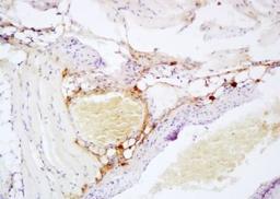 Immunohistochemical analysis of formalin-fixed paraffin embedded lymph-vessel of rat tongue tissue using CD26 antibody (dilution at 1:200)