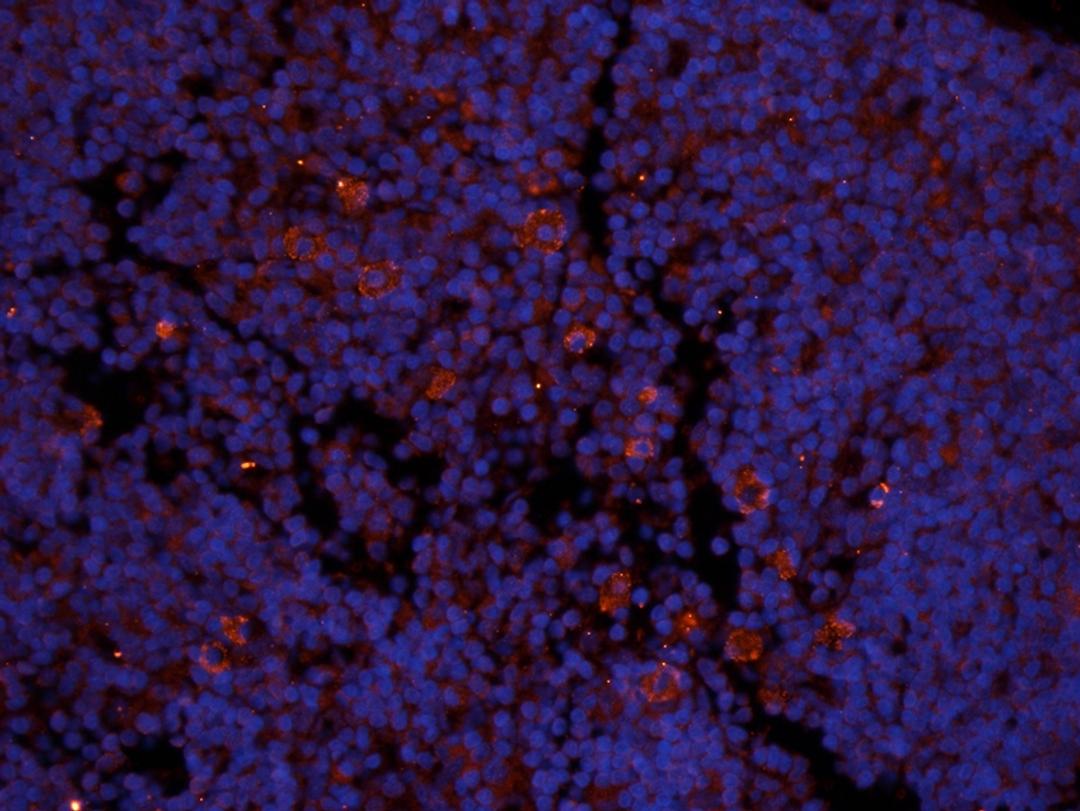 Immunofluorescence image of rat lymph node tissue using anti-ICAM1 (2.5 ug/ml)