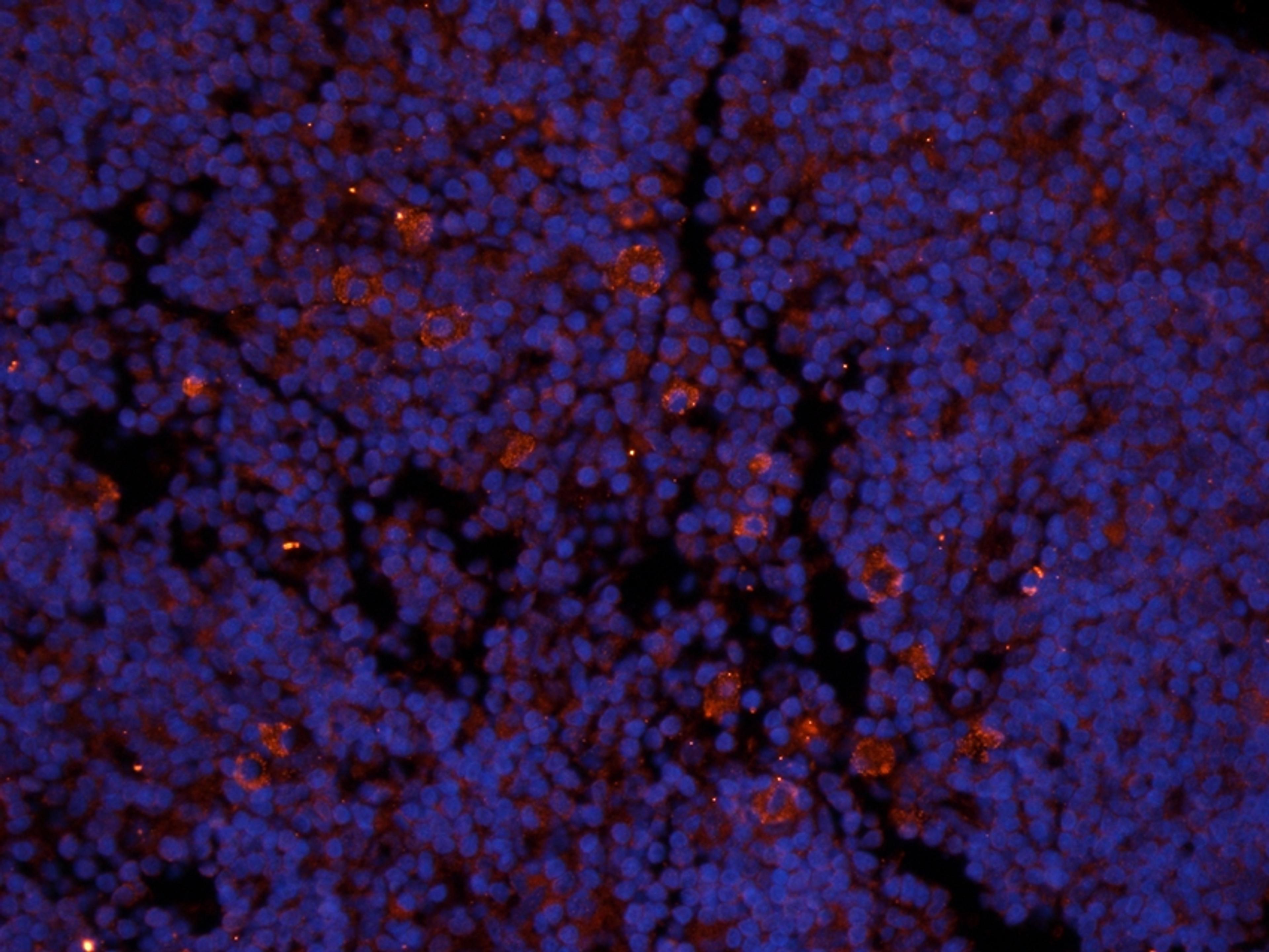 Immunofluorescence image of rat lymph node tissue using anti-ICAM1 (2.5 ug/ml)