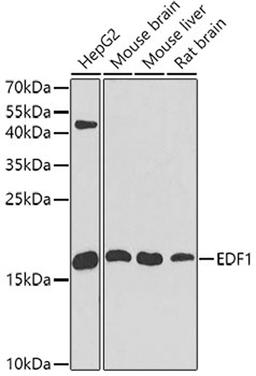 Western blot - EDF1 antibody (A2283)