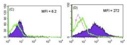 Flow Cytometry: Langerin/CD207 Antibody (929F3.01) [DDX0362P-100] - Cells derived from culture of porcine skin stained  permeabilized (D) or not (C) with 929F3