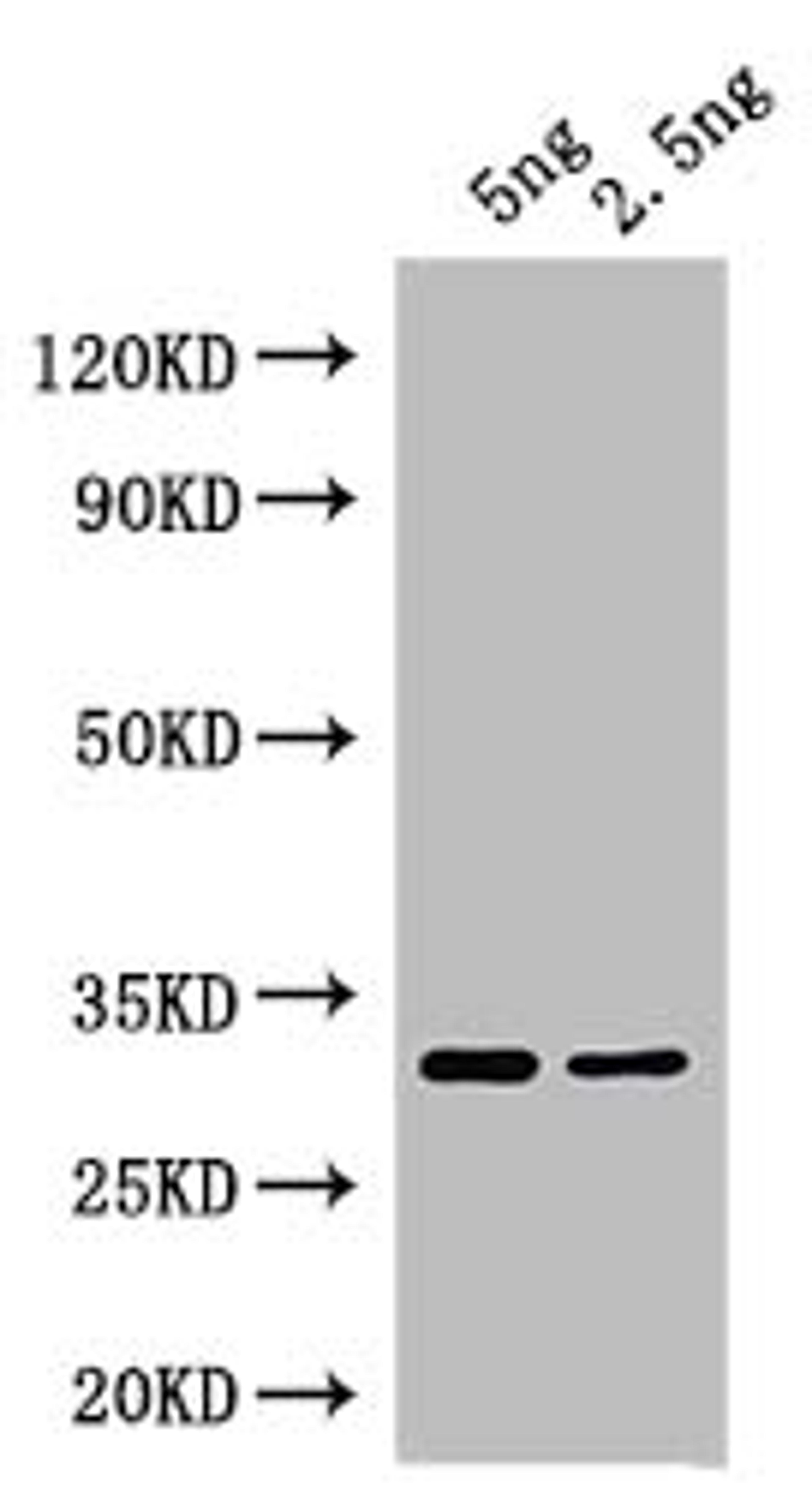 Western Blot. Positive WB detected in: recombinant protein. All lanes: At5g63020 Antibody at 1:1000. Secondary. Goat polyclonal to rabbit IgG at 1/50000 dilution. Predicted band size: 29 kDa. Observed band size: 29 kDa.