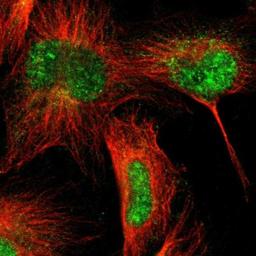 Immunocytochemistry/Immunofluorescence: BEND2 Antibody [NBP1-85372] - Staining of human cell line U-251MG shows positivity in nucleus but not nucleoli & cytoplasm.