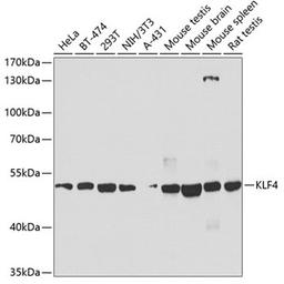 Western blot - KLF4 antibody (A6640)