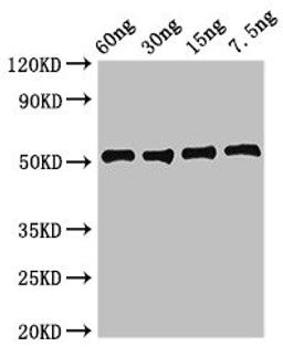Western Blot. Positive WB detected in Recombinant protein. All lanes: ldh1 antibody at 2.7µg/ml. Secondary. Goat polyclonal to rabbit IgG at 1/50000 dilution. Predicted band size: 51 kDa. Observed band size: 51 kDa