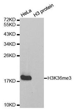 Western blot analysis of extracts of HeLa cell line and H3 protein expressed in E.coli using HIST3H3 antibody