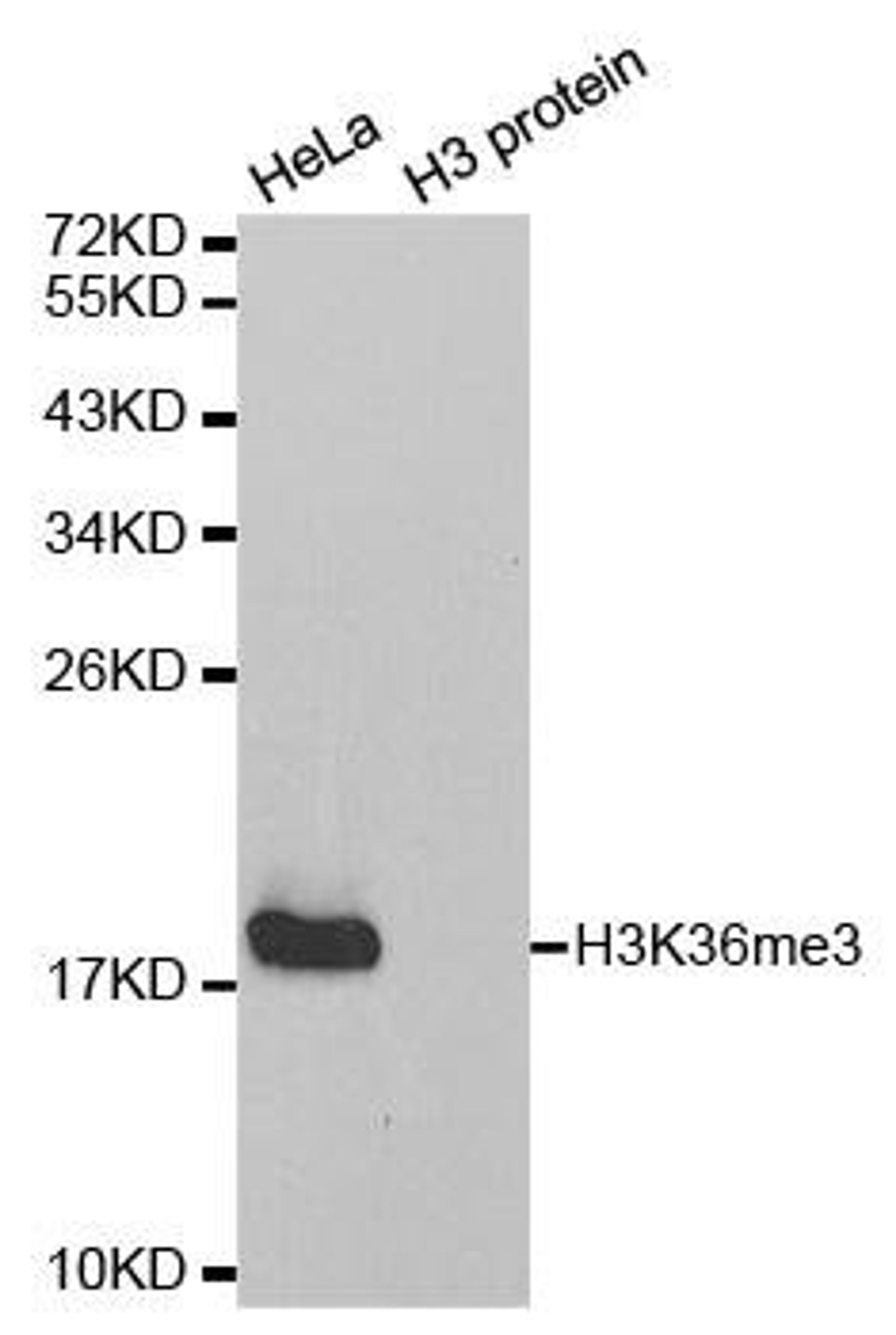 Western blot analysis of extracts of HeLa cell line and H3 protein expressed in E.coli using HIST3H3 antibody