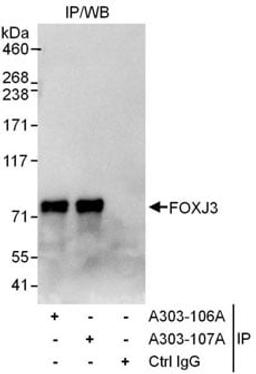 Detection of human FOXJ3 by western blot of immunoprecipitates.