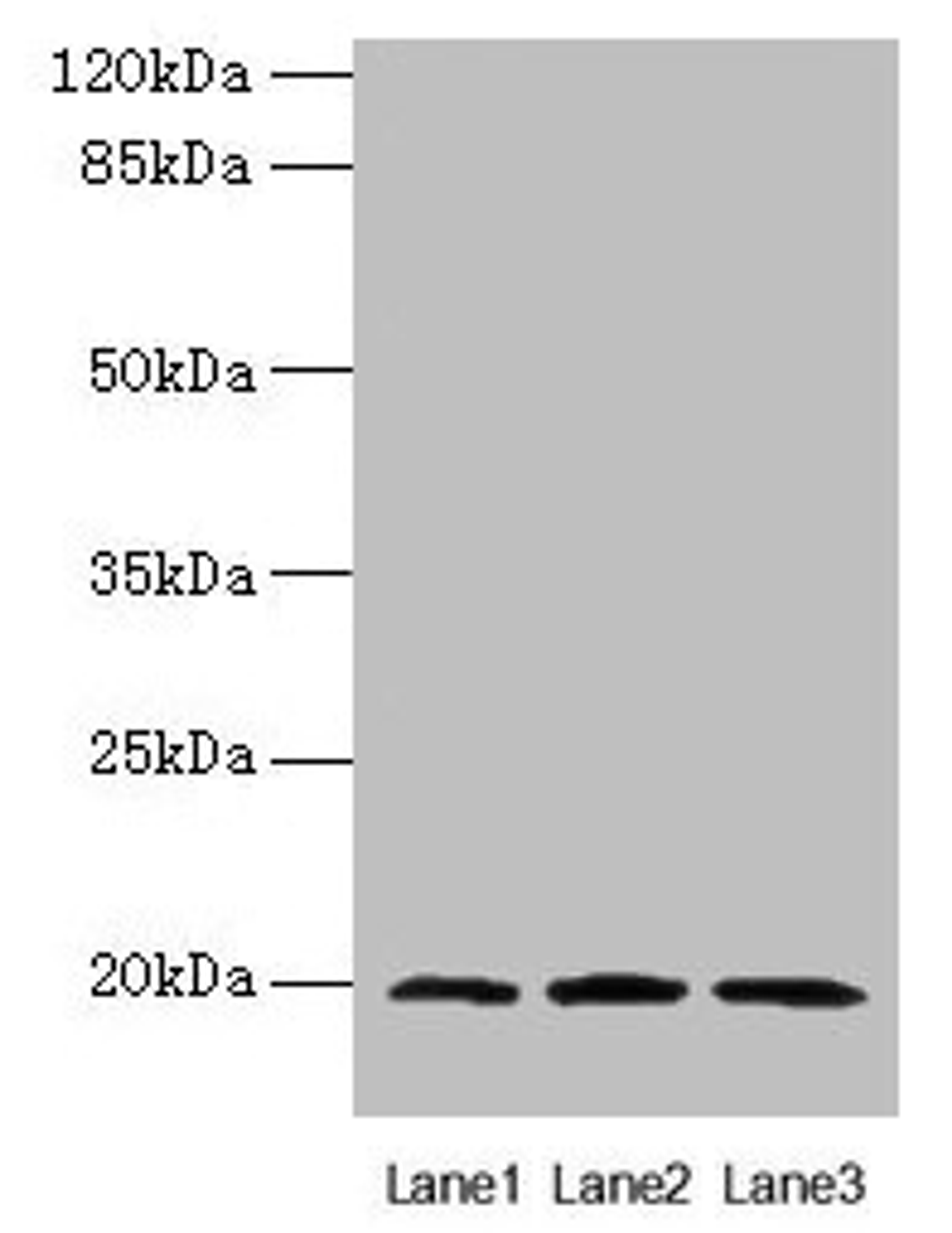 Western blot. All lanes: MRPL49 antibody at 0.6µg/ml. Lane 1: Colo320 whole cell lysate. Lane 2: Mouse liver tissue. Lane 3: Mouse kidney tissue. Secondary. Goat polyclonal to rabbit IgG at 1/10000 dilution. Predicted band size: 20 kDa. Observed band size: 20 kDa