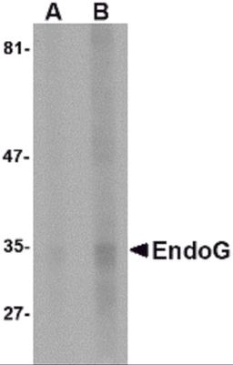 Western blot analysis of EndoG expression in HepG2 cell lysate with EndoG antibody at (A) 5 and (B) 10 &#956;g/mL.