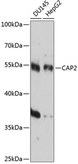 Western blot - CAP2 antibody (A14358)