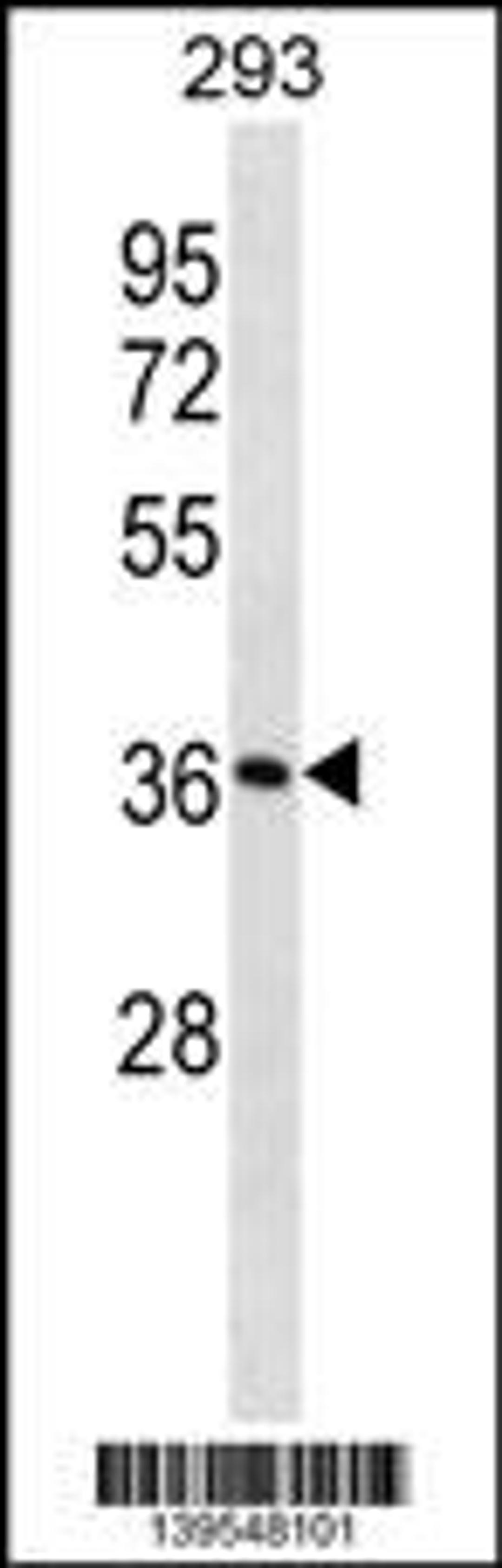 Western blot analysis in 293 cell line lysates (35ug/lane).