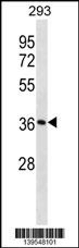 Western blot analysis in 293 cell line lysates (35ug/lane).