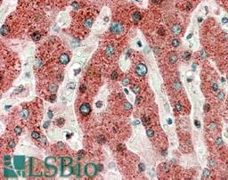 46-855 (5ug/ml) staining of paraffin embedded Human Liver. Microwaved antigen retrieval with Tris/EDTA buffer pH9, HRP-staining.