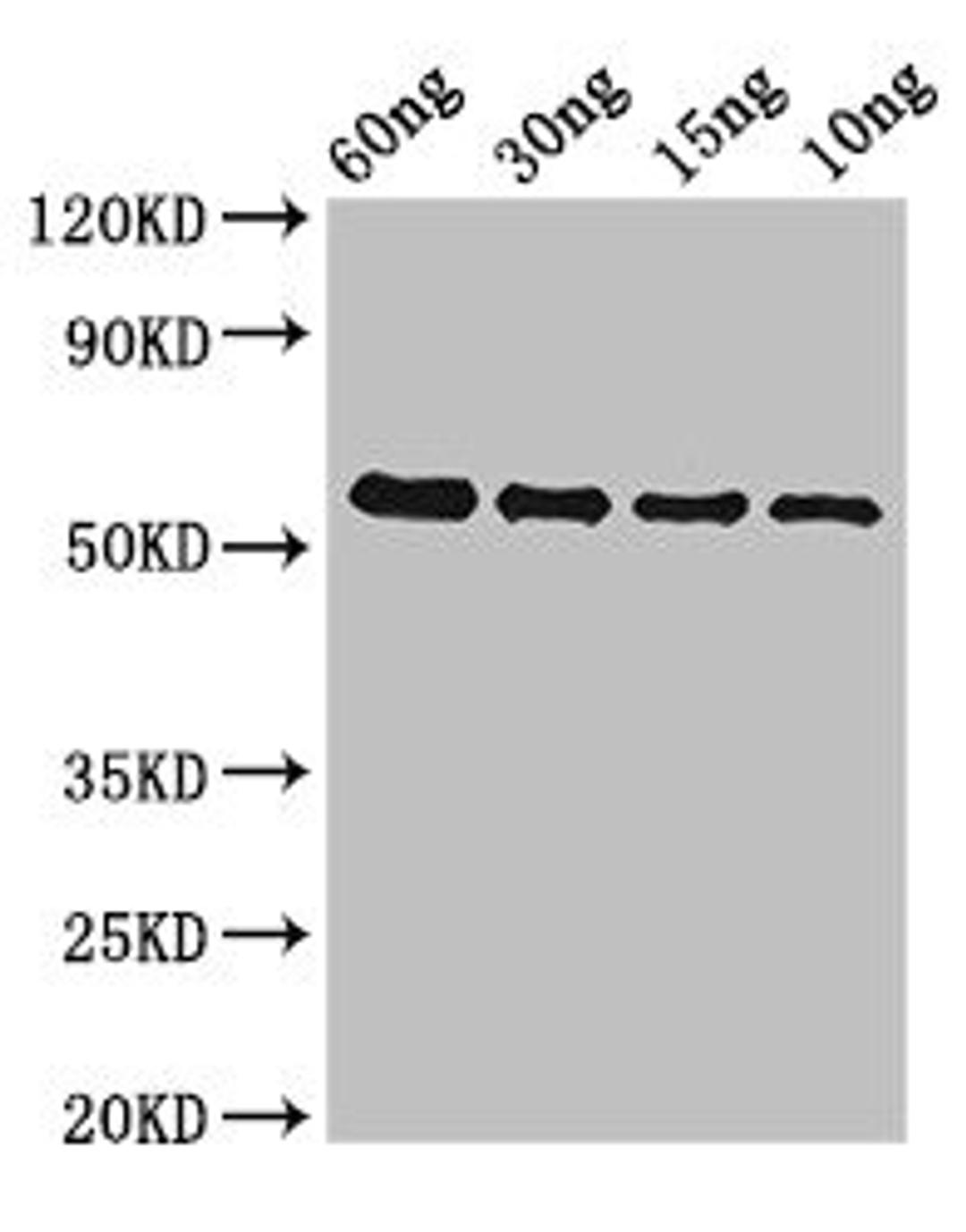 Western Blot. Positive WB detected in Recombinant protein. All lanes: gelE antibody at 2µg/ml. Secondary. Goat polyclonal to rabbit IgG at 1/50000 dilution. predicted band size: 47.5 kDa. observed band size: 53 kDa