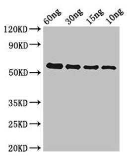 Western Blot. Positive WB detected in Recombinant protein. All lanes: gelE antibody at 2µg/ml. Secondary. Goat polyclonal to rabbit IgG at 1/50000 dilution. predicted band size: 47.5 kDa. observed band size: 53 kDa