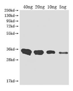 Western Blot. Positive WB detected in Recombinant protein. All lanes: Metallo-beta-lactamase type 2 antibody at 1:2000. Secondary. Goat polyclonal to rabbit IgG at 1/50000 dilution. Predicted band size: 32.3 kDa. Observed band size: 33 kDa.