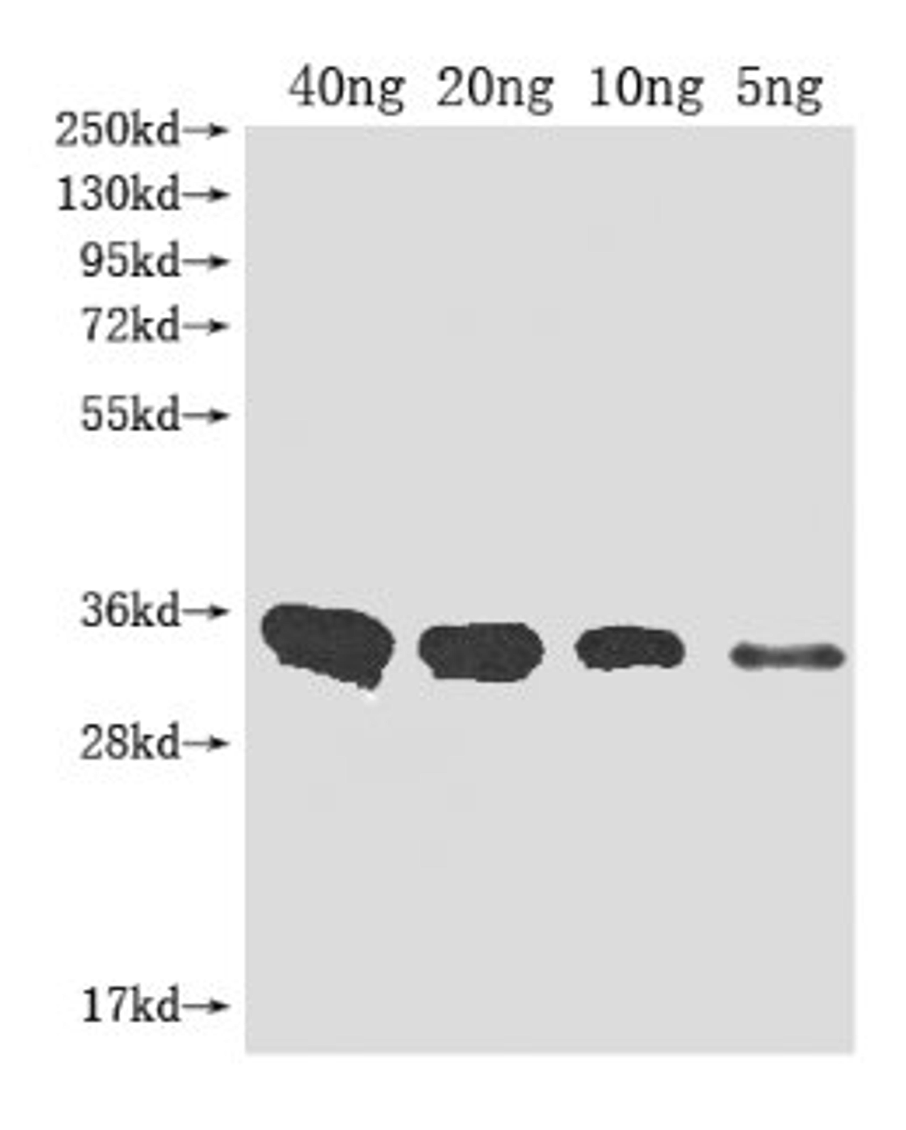 Western Blot. Positive WB detected in Recombinant protein. All lanes: Metallo-beta-lactamase type 2 antibody at 1:2000. Secondary. Goat polyclonal to rabbit IgG at 1/50000 dilution. Predicted band size: 32.3 kDa. Observed band size: 33 kDa.